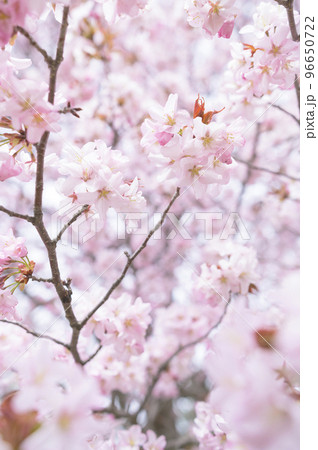満開の桜(シネマティック動画との同時撮影) 満開の桜(シネマティック動画との同時撮影) 96650722