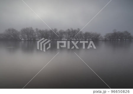 朝霧に包まれた霞ヶ浦、湖中の樹木 朝霧に包まれた霞ヶ浦、湖中の樹木 96650826
