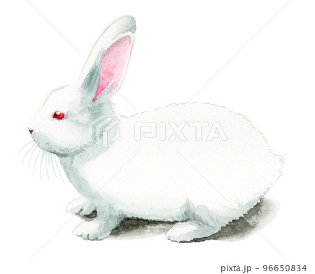 アナログ水彩白うさぎのイラスト素材 [96650834] - PIXTA