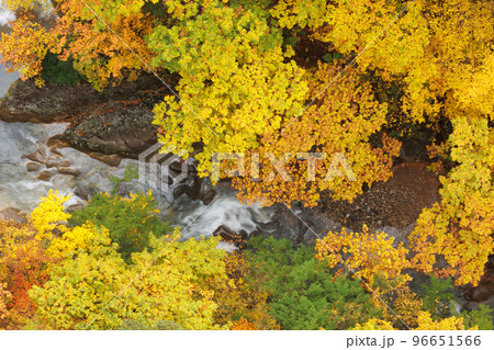 紅葉見頃の城ヶ倉渓谷（青森県青森市）渓谷アップ 96651566
