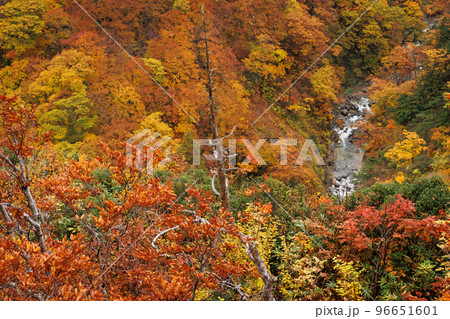 紅葉見頃の城ヶ倉渓谷(青森県青森市)枯木横構図 紅葉見頃の城ヶ倉渓谷(青森県青森市)枯木横構図 96651601