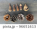 リスのエビフライと松ぼっくり色々 96651613