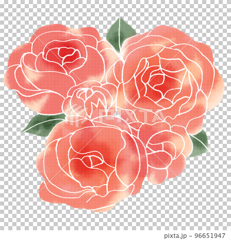 グラデーションのバラ 96651947