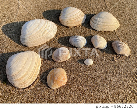 砂浜と貝殻たち 砂浜と貝殻たち 96652526