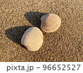 砂浜と貝殻 96652527