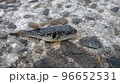 釣れたクサフグ 96652531