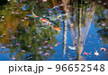 池に浮かんだ秋の落ち葉と鯉 96652548