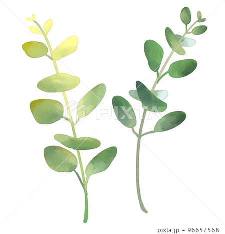 お洒落な水彩風ユーカリ 96652568