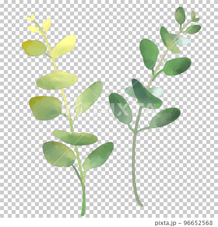 お洒落な水彩風ユーカリ 96652568