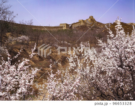 あんずの花咲く万里の長城(北京・八達嶺) あんずの花咲く万里の長城(北京・八達嶺) 96653328