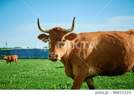 Red cows grazing at summer green field. Red cows grazing at summer green field. 96653329