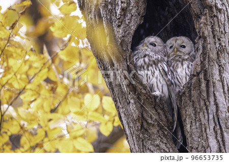 寄り添うエゾフクロウの夫婦 96653735