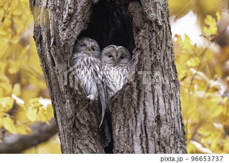 寄り添うエゾフクロウの夫婦 96653737