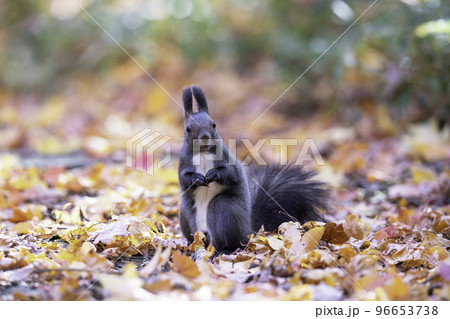 落ち葉の中でたたずむエゾリス 96653738