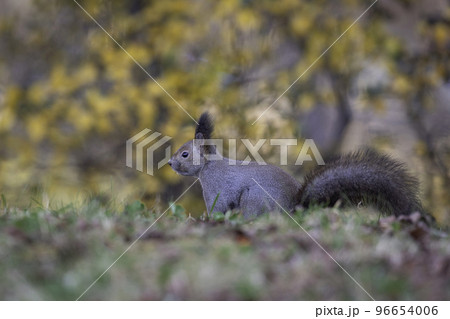 森でたたずむエゾリス 森でたたずむエゾリス 96654006