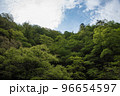 新緑の緑の森と青空 96654597