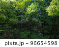 新緑の緑が美しい森の景色 96654598