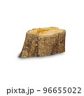 Teak stump isolated on white background with clipping path, The stump of a teak tree that has been cut short. 96655022