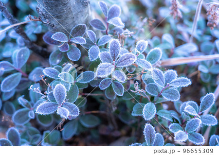 《長野県》秋の上高地・凍結の田代池 96655309