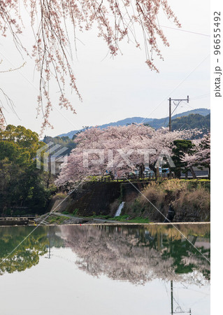 嬉野温泉街の桜「塩田川付近」 嬉野温泉街の桜「塩田川付近」 96655492