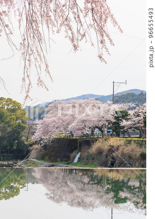 嬉野温泉街の桜「塩田川付近」 嬉野温泉街の桜「塩田川付近」 96655493