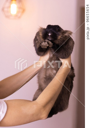 Close-up female hands holds adorable rabbit indoors, close up. Lovely pet and animal concept 96655654