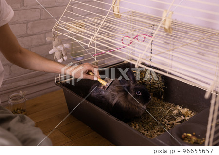 Black little rabbit is shedding. Girl combs his fur with special comb. Care of pets concept Black little rabbit is shedding. Girl combs his fur with special comb. Care of pets concept 96655657