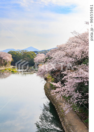 嬉野温泉街の桜「塩田川付近」 嬉野温泉街の桜「塩田川付近」 96655661