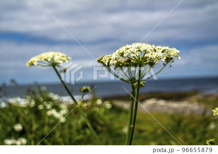 White flowers of Water-dropwort , Oenanthe javanica, at storm beach by Enniscrone, County Sligo - Ireland White flowers of Water-dropwort , Oenanthe javanica, at storm beach by Enniscrone, County Sligo - Ireland 96655879