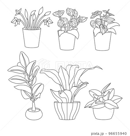House plants 96655940