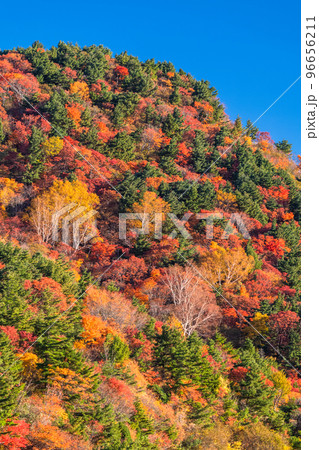 《福島県》天狗の庭の紅葉・磐梯吾妻スカイライン《紅葉最盛期》 96656211