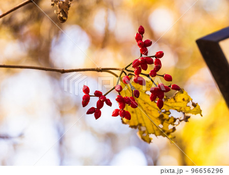 秋のガマズミ 96656296