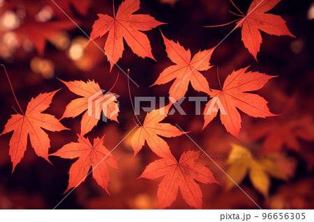 イラスト 秋 紅葉 山 自然 森 風景 96656305
