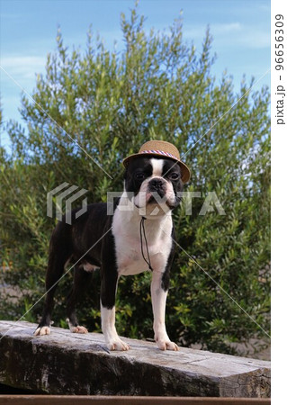 青空のドックランで楽しく遊んだ後に木の台に登って可愛く見つめる麦わら帽子のボストンテリア♡マイティ君 青空のドックランで楽しく遊んだ後に木の台に登って可愛く見つめる麦わら帽子のボストンテリア♡マイティ君 96656309