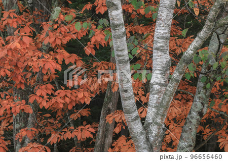 【北海道美瑛町】森の紅葉 【北海道美瑛町】森の紅葉 96656460