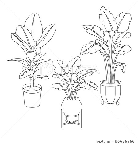 Potted plants 96656566