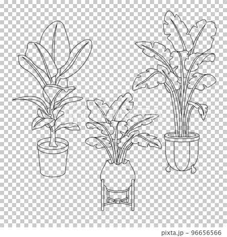 Potted plants 96656566