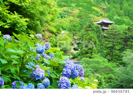 【瀬戸内三十三観音霊場】第十番 福生寺西法院のアジサイの花と三重塔5 岡山県備前市 【瀬戸内三十三観音霊場】第十番 福生寺西法院のアジサイの花と三重塔5 岡山県備前市 96656785