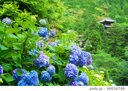 【瀬戸内三十三観音霊場】第十番　福生寺西法院のアジサイの花と三重塔6　岡山県備前市 96656786