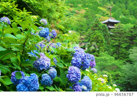 【瀬戸内三十三観音霊場】第十番 福生寺西法院のアジサイの花と三重塔7 岡山県備前市 【瀬戸内三十三観音霊場】第十番 福生寺西法院のアジサイの花と三重塔7 岡山県備前市 96656787
