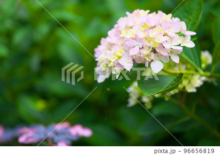 【山陽花の寺二十四ヶ寺】第十四番　福生寺西法院　境内に咲くアジサイ6　岡山県備前市 96656819