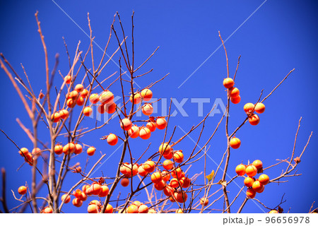 葉を落とした枝に残る柿の実 96656978