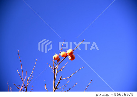 葉を落とした枝に残る柿の実 葉を落とした枝に残る柿の実 96656979