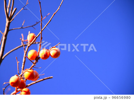 葉を落とした枝に残る柿の実 葉を落とした枝に残る柿の実 96656980