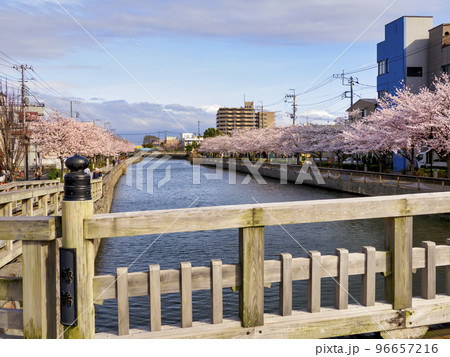 新川千本桜・江戸川区 新川千本桜・江戸川区 96657216