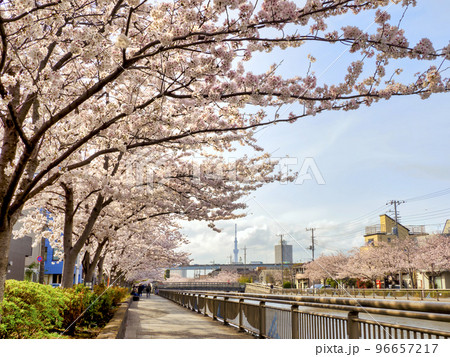 新川千本桜・江戸川区 新川千本桜・江戸川区 96657217