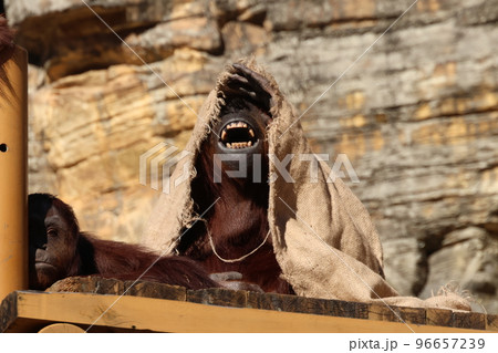 オランウータン オランウータン 96657239