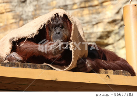 オランウータン 96657282