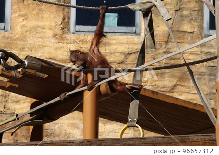 オランウータン 96657312