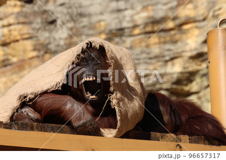 オランウータン 96657317